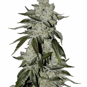 Close-up of a mature cannabis plant, showcasing the dense buds of the Laughing Buddha Strain Autoflower Seeds. Buy Laughing Buddha seeds online now.