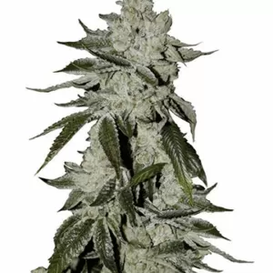 Close-up of a mature cannabis plant, showcasing the dense buds of the Laughing Buddha Autoflower Seeds. Buy Laughing Buddha seeds online now.