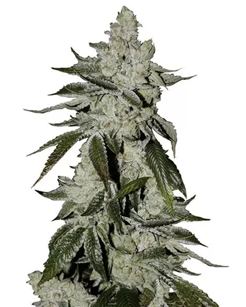 Laughing Buddha Strain Autoflower Seeds Close-Up Of A Mature Cannabis Plant, Showcasing The Dense Buds Of The Laughing Buddha Strain Autoflower Seeds. Buy Laughing Buddha Seeds Online Now.