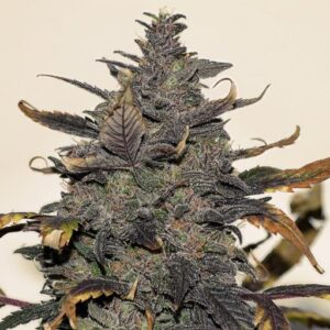 Close-up showcasing the resin-coated buds of the Malawi Gold Strain Feminized Seeds. A high-quality cannabis strain known for its potency.