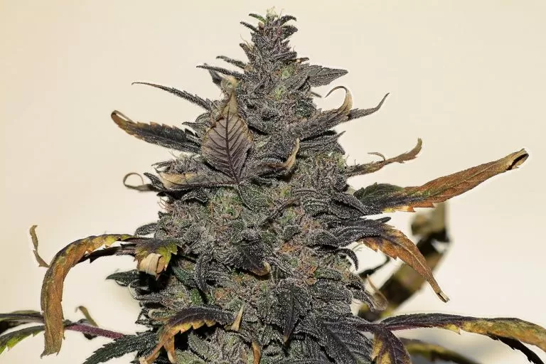 Malawi Gold Strain Feminized Seeds Close-Up Showcasing The Resin-Coated Buds Of The Malawi Gold Strain Feminized Seeds. A High-Quality Cannabis Strain Known For Its Potency.