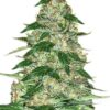 A vibrant close-up of a mature cannabis plant showcasing the dense buds from Northern Lights Strain Feminized Seeds. Cultivate premium cannabis with these seeds.