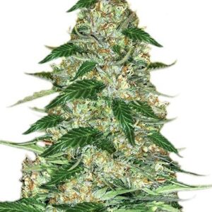 A Vibrant Close-Up Of A Mature Cannabis Plant Showcasing The Dense Buds From Northern Lights Strain Feminized Seeds. Cultivate Premium Cannabis With These Seeds.