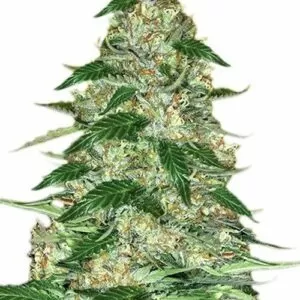 A Vibrant Close-Up Of A Mature Cannabis Plant Showcasing The Dense Buds From Northern Lights Strain Feminized Seeds. Cultivate Premium Cannabis With These Seeds.