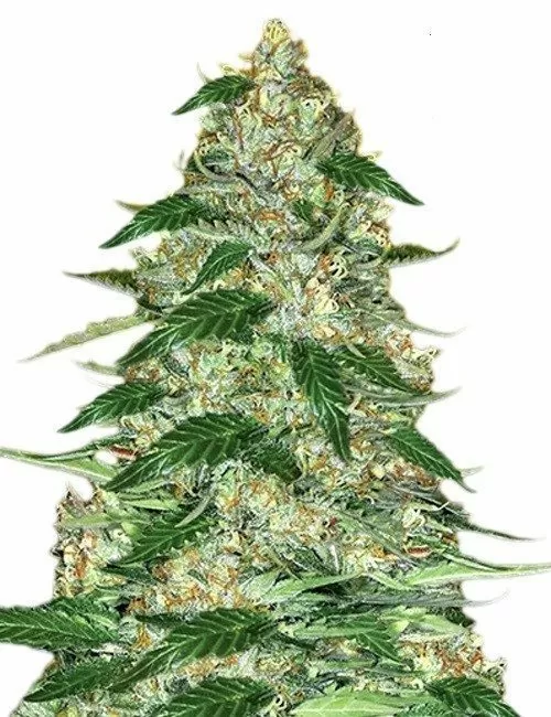 Northern Lights Strain Feminized Seeds A Vibrant Close-Up Of A Mature Cannabis Plant Showcasing The Dense Buds From Northern Lights Strain Feminized Seeds. Cultivate Premium Cannabis With These Seeds.