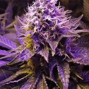 Close-up showcasing the vibrant purple hues and trichome-rich bud of a mature Purple Haze Autoflower Seeds plant, ready for harvest. High-quality cannabis genetics.