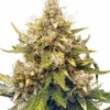 Close-up of a mature cannabis plant showcasing dense buds. Buy premium Acapulco Gold Strain Autoflower Seeds for high-quality yields and fast growth.