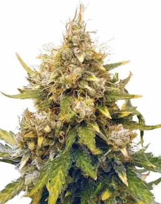 Close-Up Of A Mature Cannabis Plant Showcasing Dense Buds. Buy Premium Acapulco Gold Strain Autoflower Seeds For High-Quality Yields And Fast Growth.