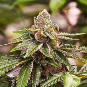 Close-up of a mature cannabis flower from the Girl Scout Cookie Strain Autoflower Seeds. Trichome-covered buds showcasing the plant's quality.