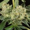 Close-up of a mature Honey OG Strain Autoflower bud, showcasing its trichome coverage and vibrant green hues. Ideal for growers seeking premium Honey OG Strain Autoflower Seeds.