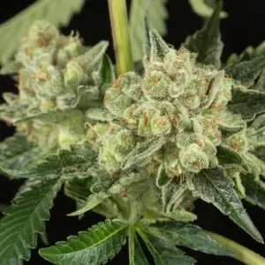 Honey OG Autoflower Seeds