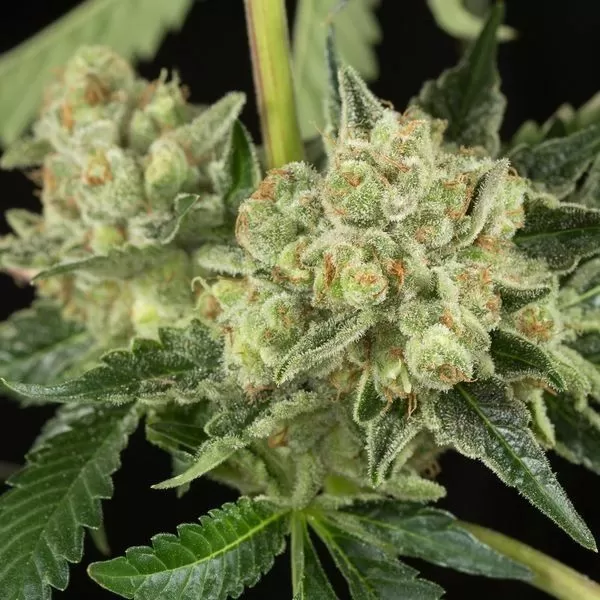 Honey Og Autoflower Seeds: Grow Guide &Amp; Review Close-Up Of A Mature Honey Og Strain Autoflower Bud, Showcasing Its Trichome Coverage And Vibrant Green Hues. Ideal For Growers Seeking Premium Honey Og Strain Autoflower Seeds.