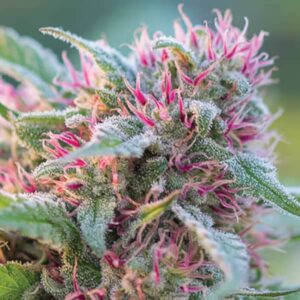 Close-up of a mature Panama Red Strain Autoflower Seeds bud, showcasing its frosty trichomes and vibrant pink pistils. Get yours today!