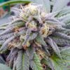 Close-up of a frosty cannabis bud showcasing the quality of Star Killer Strain Autoflower Seeds. These seeds offer growers a potent and visually stunning harvest.