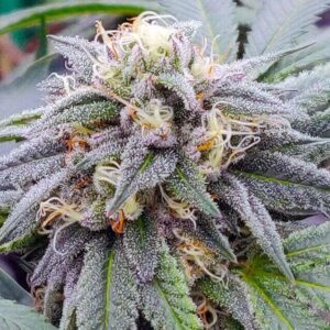 Close-up of a frosty cannabis bud showcasing the quality of Star Killer Strain Autoflower Seeds. These seeds offer growers a potent and visually stunning harvest.