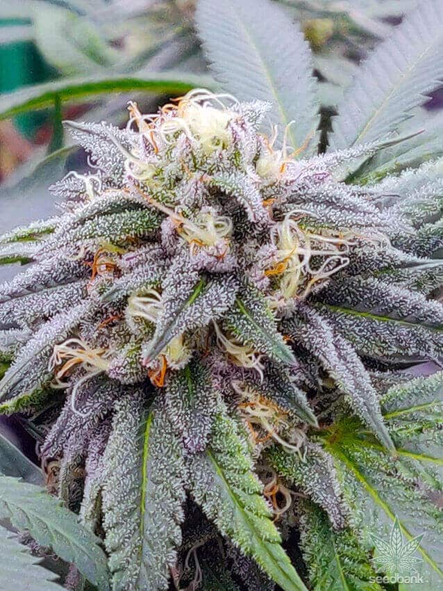 Star Killer Strain Autoflower Seeds Close-Up Of A Frosty Cannabis Bud Showcasing The Quality Of Star Killer Strain Autoflower Seeds. These Seeds Offer Growers A Potent And Visually Stunning Harvest.