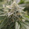 Close-up image of a mature cannabis bud, showcasing the dense trichome coverage of a Super Lemon Haze Strain Autoflower Seeds plant, ready for harvest.