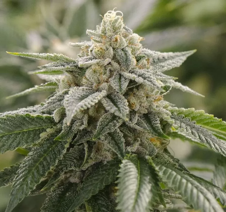Super Lemon Haze autoflower seeds