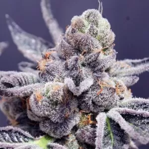 Close-up of a frosty, purple-hued bud from the Tropicana Cookies Purple Autoflower Seeds. A premium autoflowering cannabis variety, grown from seed.