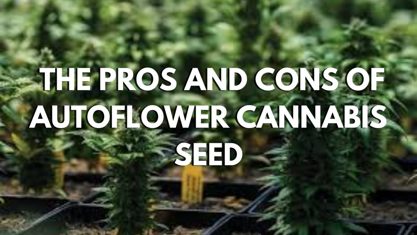 The Pros And Cons Of Autoflower Cannabis Seed The-Pros-And-Cons-Of-Autoflower-Cannabis-Seed