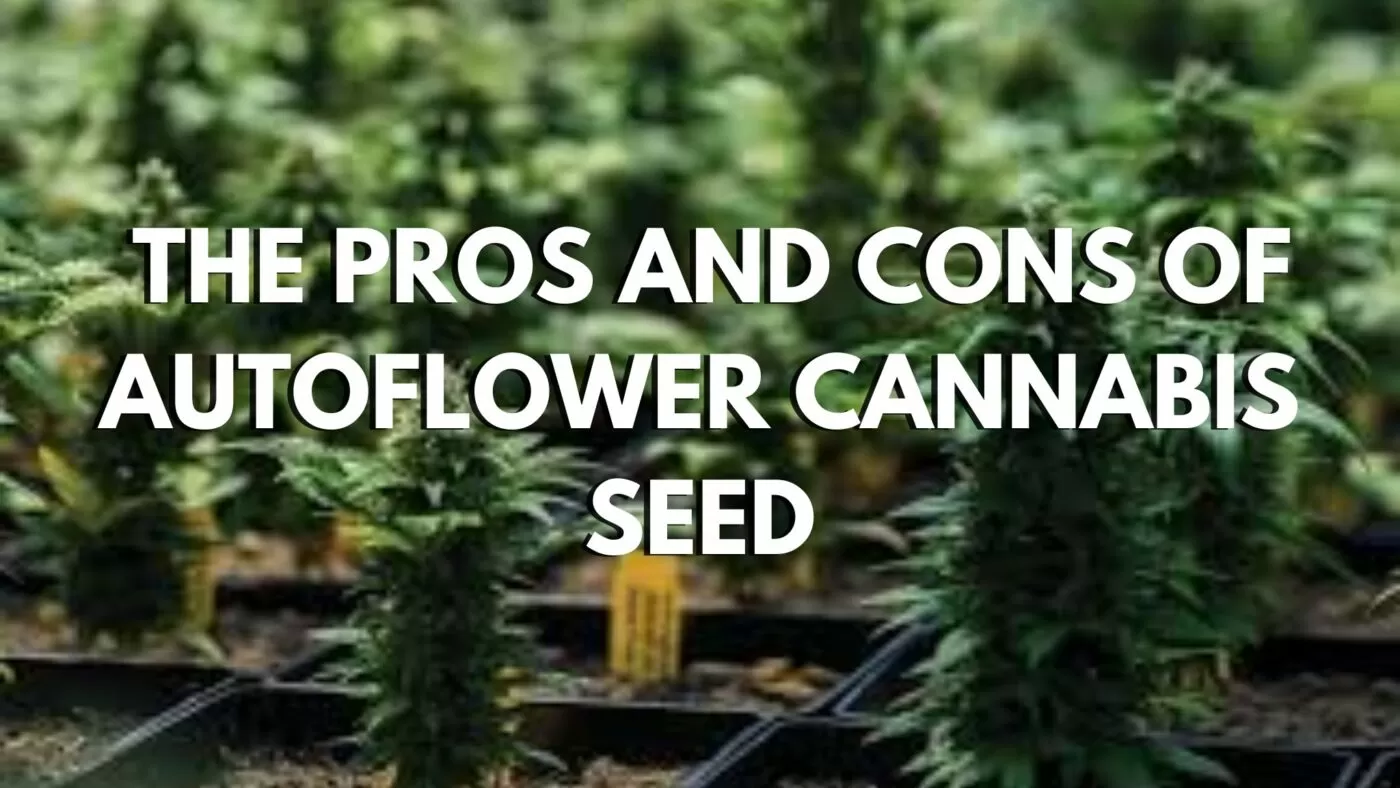 The Pros And Cons Of Autoflower Cannabis Seed The-Pros-And-Cons-Of-Autoflower-Cannabis-Seed