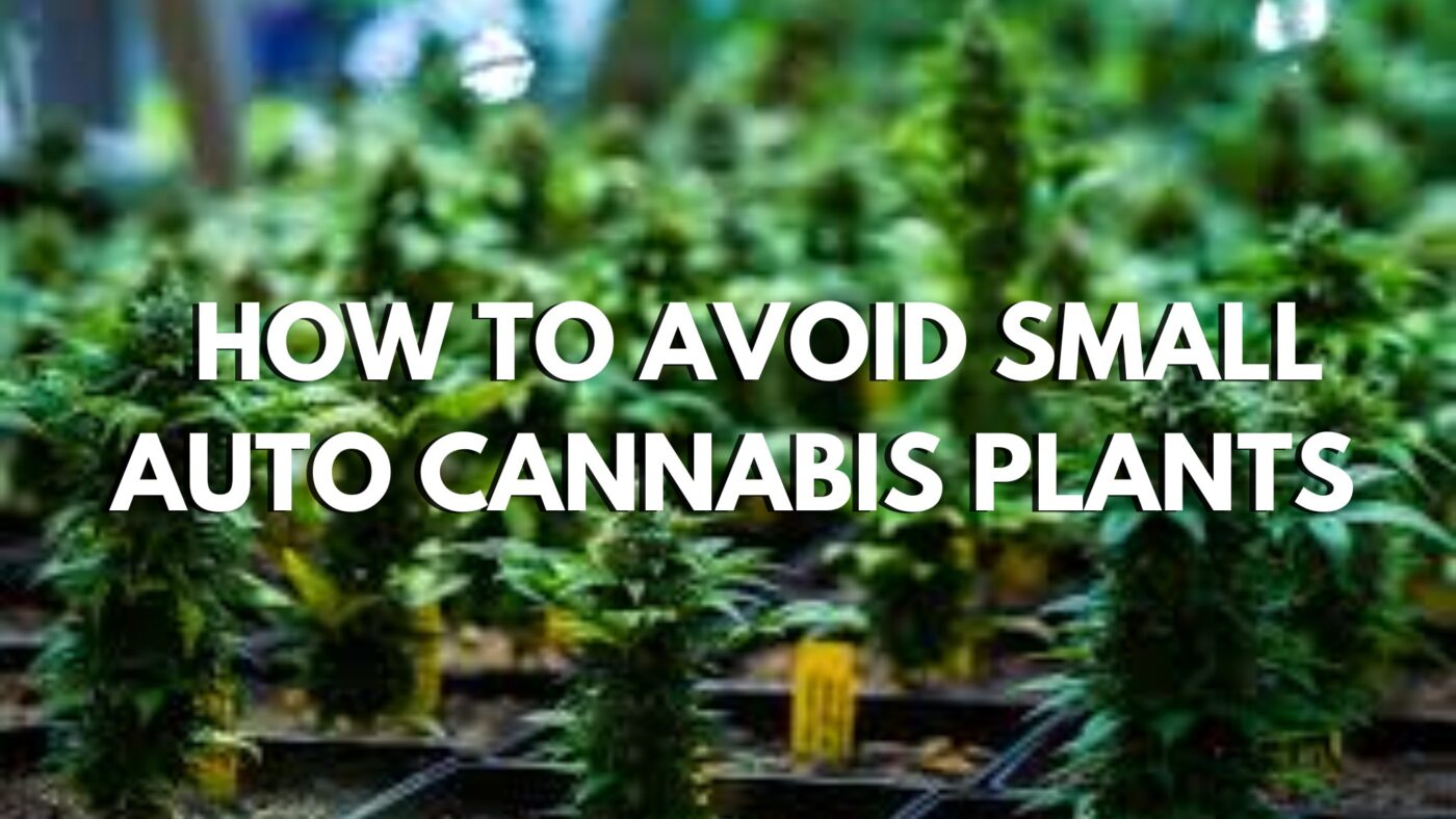 How To Avoid Small Auto Cannabis Plants How To Avoid Small Auto Cannabis Plants