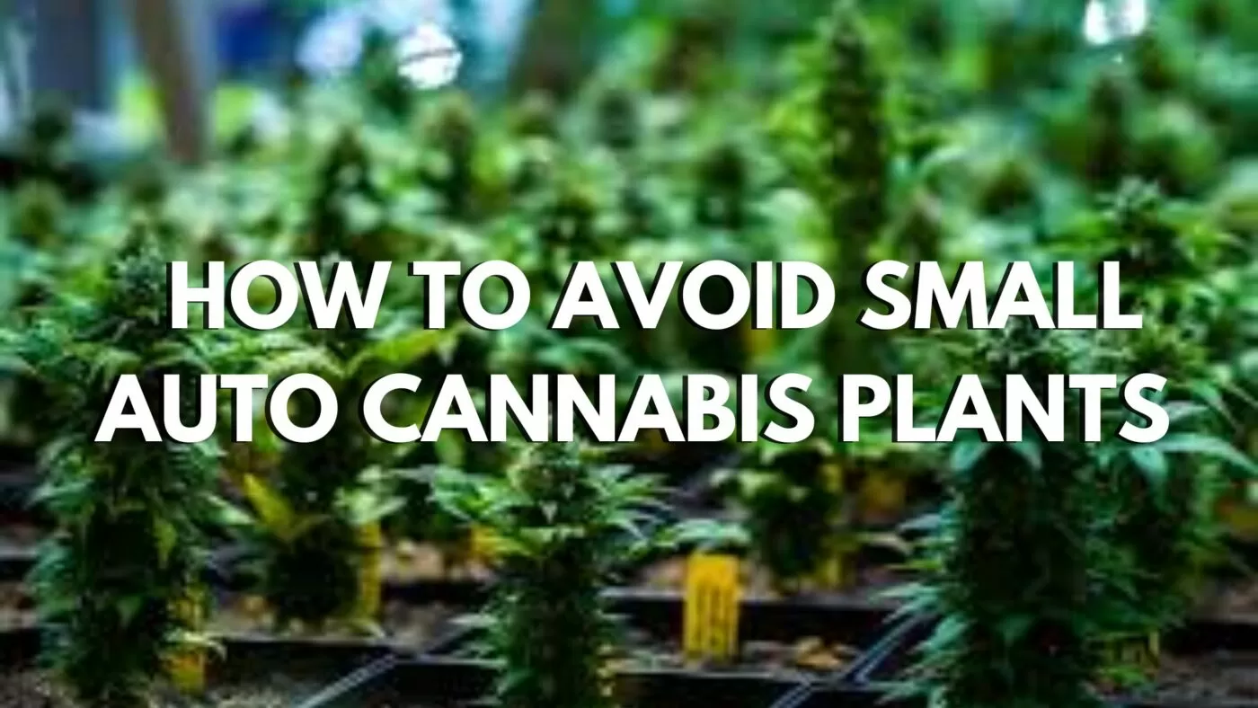 How To Avoid Small Auto Cannabis Plants How To Avoid Small Auto Cannabis Plants