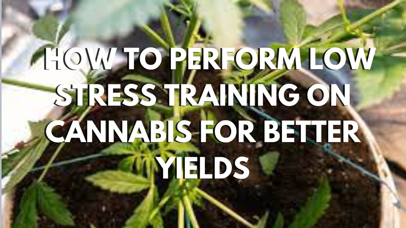 How To Perform Low Stress Training On Cannabis For Better Yields How To Perform Low Stress Training On Cannabis For Better Yields