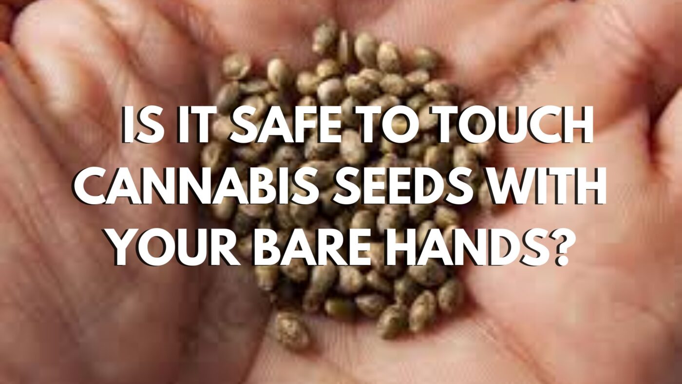 Is It Safe To Touch Cannabis Seeds With Your Bare Hands? Is It Safe To Touch Cannabis Seeds With Your Bare Hamds