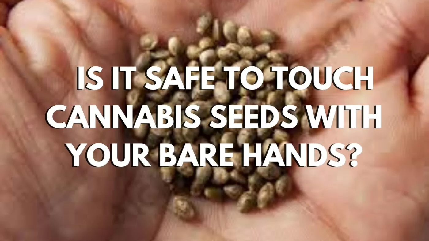 Is It Safe To Touch Cannabis Seeds With Your Bare Hamds