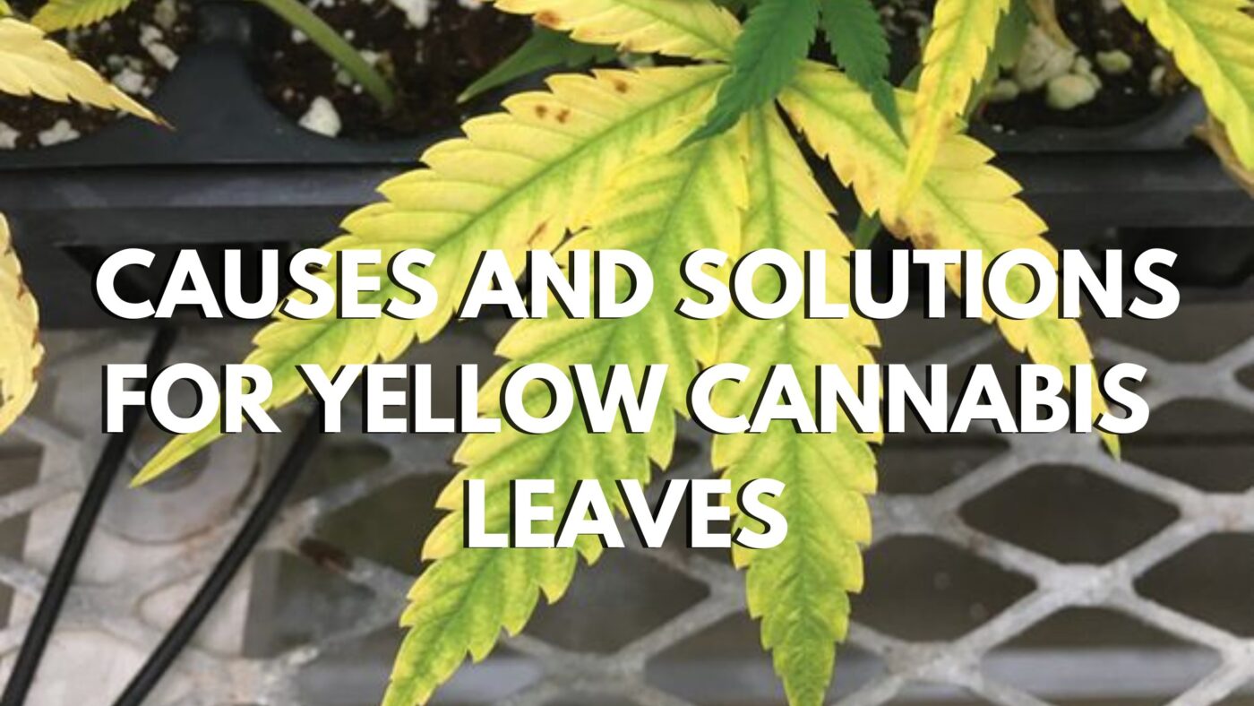 Causes And Solutions For Yellow Cannabis Leaves Causes And Solutions For Yellow Cannabis Leaves