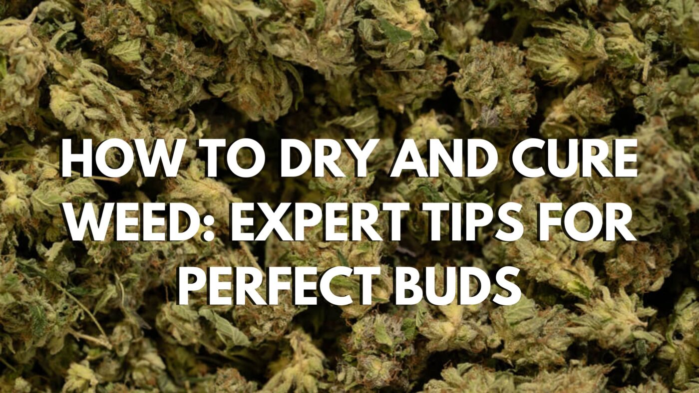 How To Dry And Cure Weed Expert Tips For Perfect Buds