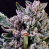 Chunky purple-flushed Gelato F1 Strain Feminized Seeds flower coated in white trichomes, grown from a Gelato 41 cross.