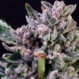 Chunky purple-flushed Gelato F1 Strain Feminized Seeds flower coated in white trichomes, grown from a Gelato 41 cross.