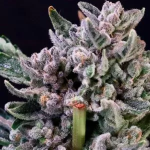 Chunky Purple-Flushed Gelato 41 Strain Feminized Seeds Flower Coated In White Trichomes.