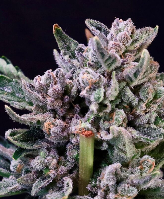 Gelato F1 Seeds Canada: A Home Grower'S Guide &Amp; Review Chunky Purple-Flushed Gelato F1 Strain Feminized Seeds Flower Coated In White Trichomes, Grown From A Gelato 41 Cross.