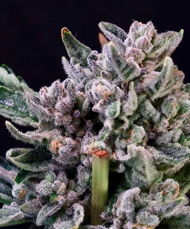 Chunky Purple-Flushed Gelato 41 Strain Feminized Seeds Flower Coated In White Trichomes.