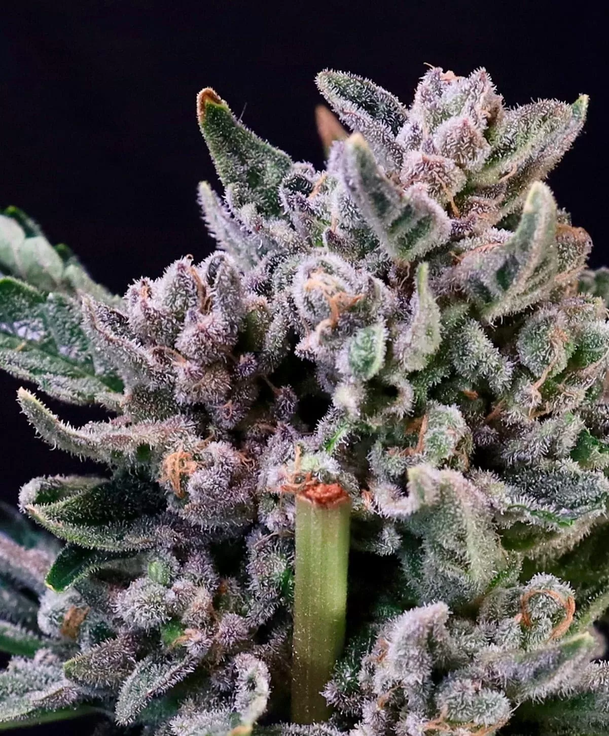 Gelato 41 Strain Feminized Seeds Chunky Purple-Flushed Gelato 41 Strain Feminized Seeds Flower Coated In White Trichomes.