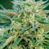 Bright lime-green Grease Gun Strain Autoflower Seeds bud with thick resin, a gas-heavy Gorilla Glue cross autoflower.