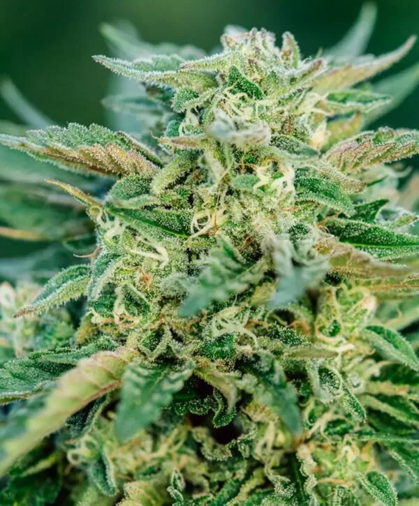 Grease Gun autoflower seeds