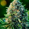 Dense orange-haired Gummibears Strain Autoflower Seeds flower, a mold-resistant, high-yield autoflower.