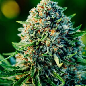 Dense orange-haired Gummibears Strain Autoflower Seeds flower, a mold-resistant, high-yield autoflower.