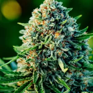 Dense Orange-Haired Gummy Bear Strain Autoflower Seeds Flower, A Mold-Resistant, High-Yield Autoflower.