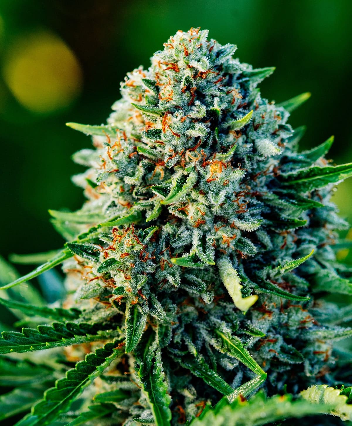 Gummibears Strain Autoflower Seeds Dense Orange-Haired Gummibears Strain Autoflower Seeds Flower, A Mold-Resistant, High-Yield Autoflower.