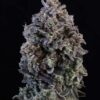 Close-up of a dense Mendo Breath Strain Autoflower Seeds bud showing deep purple coloration and heavy trichome coverage.