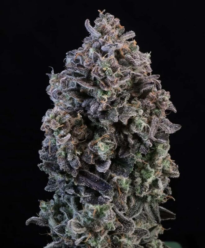 Close-Up Of A Dense Mendo Breath Strain Autoflower Seeds Bud Showing Deep Purple Coloration And Heavy Trichome Coverage.