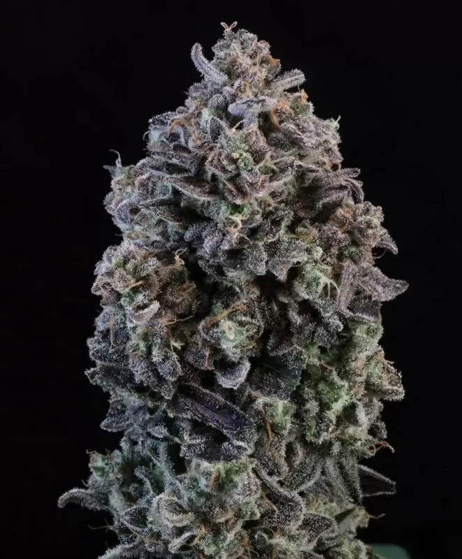 Mendo Breath Strain: Autoflower Seeds Grow Guide Close-Up Of A Dense Mendo Breath Autoflower Seeds Bud Showing Deep Purple Coloration And Heavy Trichome Coverage.