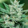 Frosty green cola of a Papa Smurf Strain Feminized Seeds plant, a Blue Dream cross famous for field-record yields.