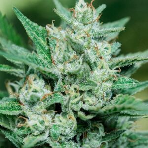 Frosty green cola of a Papa Smurf Strain Feminized Seeds plant, a Blue Dream cross famous for field-record yields.