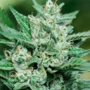 Papa Smurf Feminized Seeds